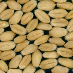 Kernels