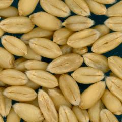 KERNELS