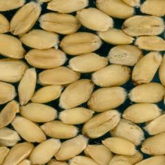 Kernels