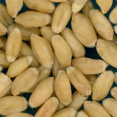 KERNELS