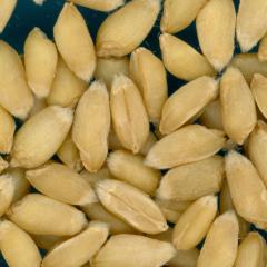 KERNELS