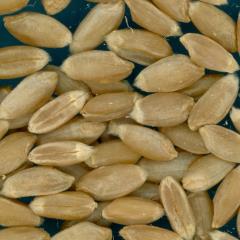 KERNELS