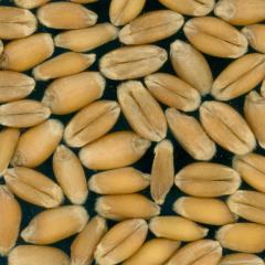 Click for 2 image(s) for this accession. KERNELS