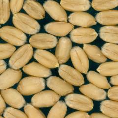 Kernels