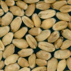 Kernels