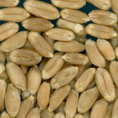 KERNELS