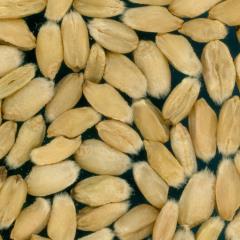 Kernels