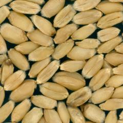 Kernels
