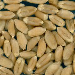 KERNELS