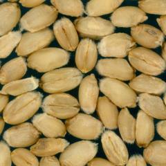 Kernels