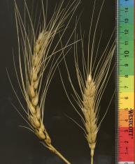 Click for 3 image(s) for this accession. Spike