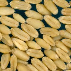 KERNELS