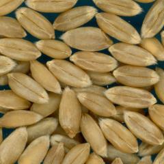 KERNELS