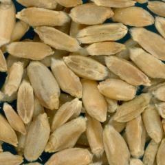 KERNELS