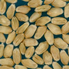Kernels