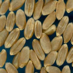 KERNELS