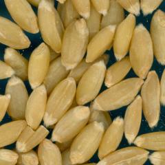 KERNELS