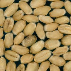 Kernels