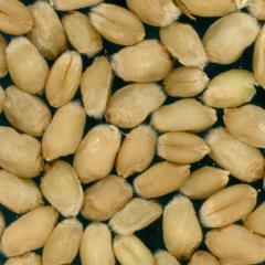 Kernels