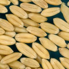 KERNELS