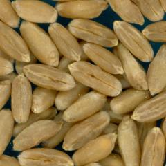 KERNELS
