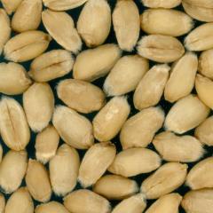 Kernels