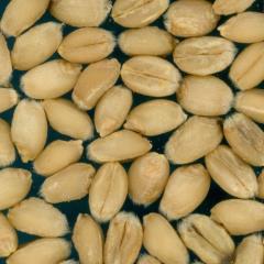 Kernels