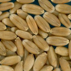 KERNELS