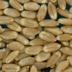 KERNELS