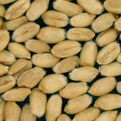 Kernels