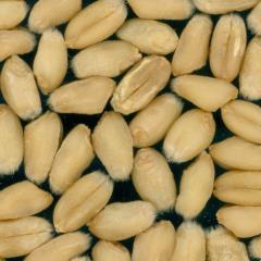 Kernels