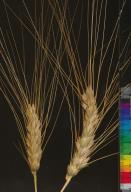 Click for 3 image(s) for this accession. SPIKE