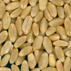 KERNELS