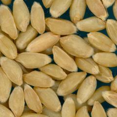 KERNELS