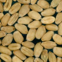 Kernels