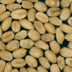 Kernels