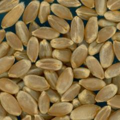 Click for 2 image(s) for this accession. KERNELS