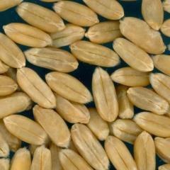 KERNELS
