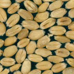 Kernels