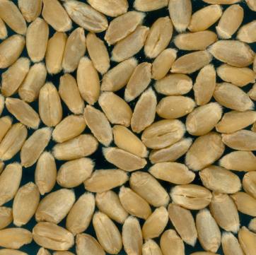 Click for 2 image(s) for this accession.