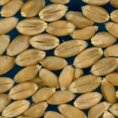 Click for 3 image(s) for this accession. KERNELS