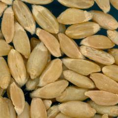 KERNELS