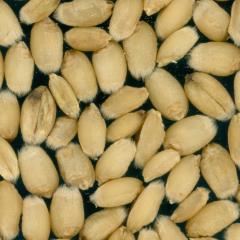 Kernels
