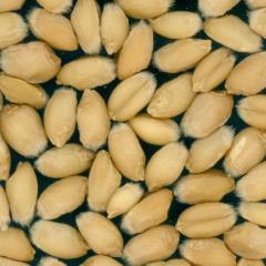 Kernels