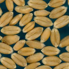 KERNELS