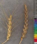 Click for 3 image(s) for this accession. SPIKE