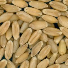 KERNELS