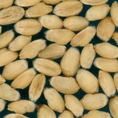 Kernels