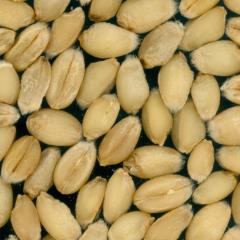 Kernels