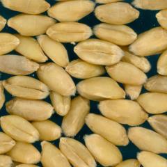 KERNELS